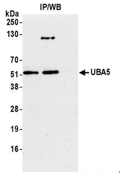 Rabbit anti-UBA5 Antibody