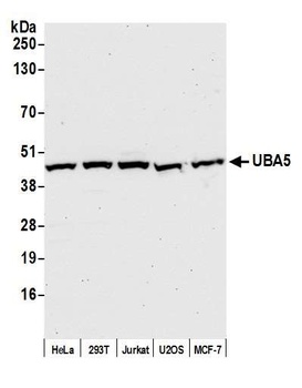 Rabbit anti-UBA5 Antibody