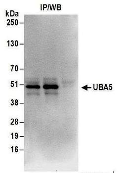 Rabbit anti-UBA5 Antibody