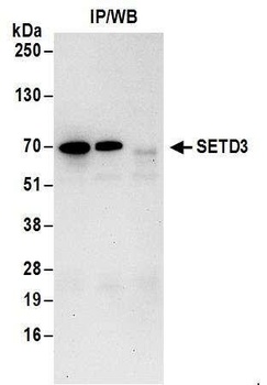 Rabbit anti-SETD3 Antibody