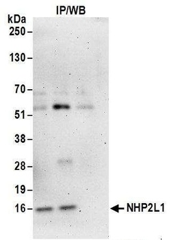 Rabbit NHP2L1 Antibody