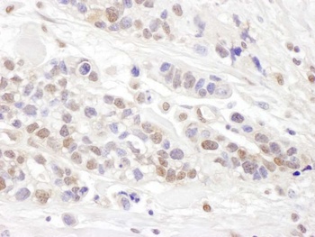 Rabbit TCEB2 Antibody