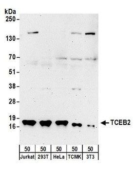 Rabbit TCEB2 Antibody