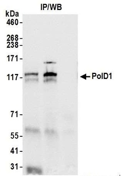 Rabbit PolD1 Antibody