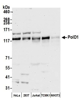 Rabbit PolD1 Antibody