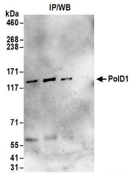Rabbit PolD1 Antibody