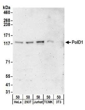 Rabbit PolD1 Antibody
