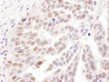 Rabbit PolD1 Antibody