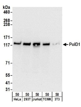 Rabbit PolD1 Antibody