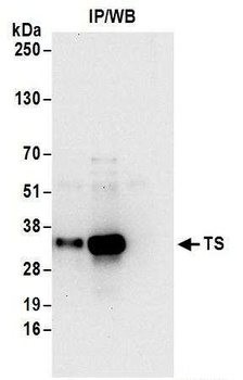 Rabbit TS Antibody