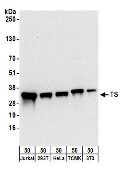 Rabbit TS Antibody