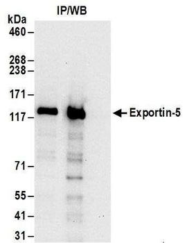 Rabbit Exportin-5 Antibody