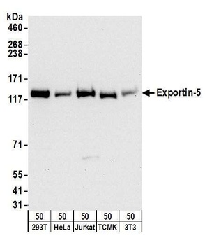 Rabbit Exportin-5 Antibody