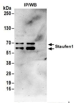 Rabbit Staufen1 Antibody