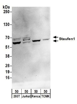 Rabbit Staufen1 Antibody