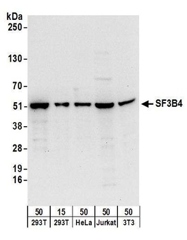 Rabbit SF3B4 Antibody