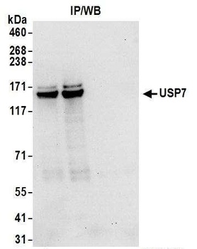 Goat USP7 Antibody