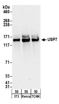 Goat USP7 Antibody
