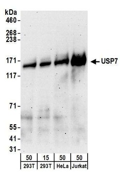 Goat USP7 Antibody