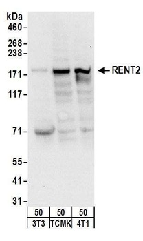 Rabbit RENT2 Antibody