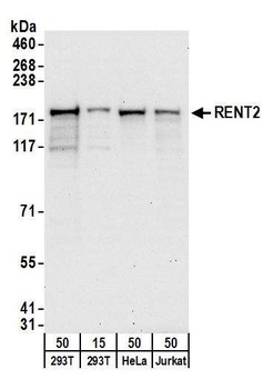 Rabbit RENT2 Antibody