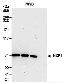 Rabbit NXF1 Antibody