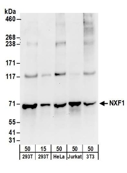 Rabbit NXF1 Antibody