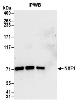 Rabbit NXF1 Antibody