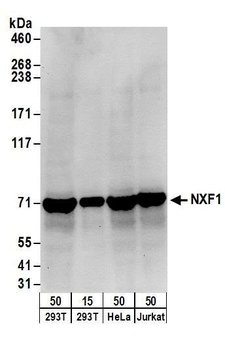 Rabbit NXF1 Antibody