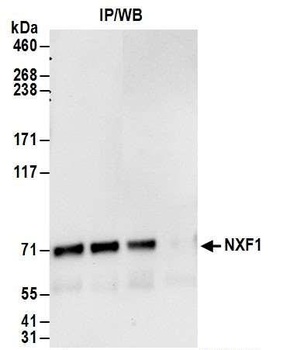 Rabbit NXF1 Antibody