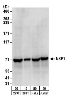 Rabbit NXF1 Antibody