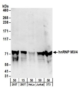 Rabbit hnRNP M3/4 Antibody