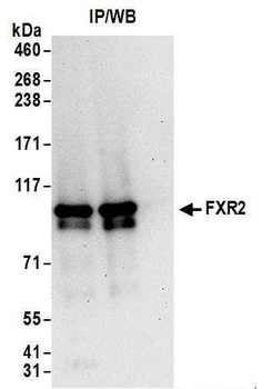 Rabbit FXR2 Antibody
