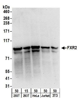 Rabbit FXR2 Antibody