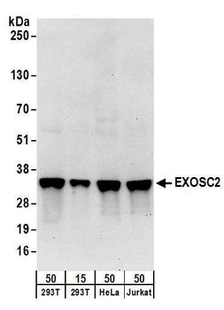 Rabbit EXOSC2 Antibody