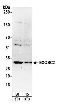 Rabbit EXOSC2 Antibody