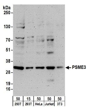 Rabbit PSME3 Antibody