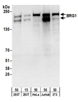 Goat BRG1/SMARCA4 Antibody
