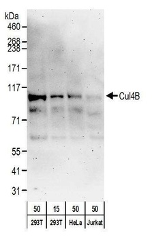 Rabbit Cul4B Antibody