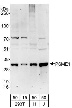 Rabbit anti-PSME1 Antibody