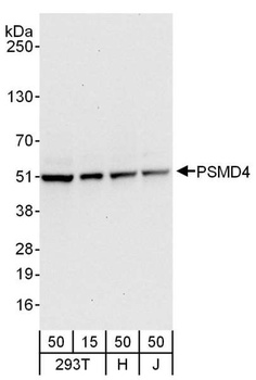 Rabbit PSMD4 Antibody