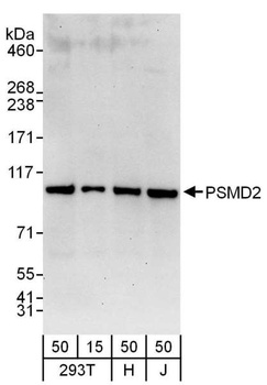 Rabbit PSMD2 Antibody