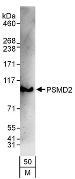 Rabbit PSMD2 Antibody