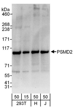 Rabbit PSMD2 Antibody
