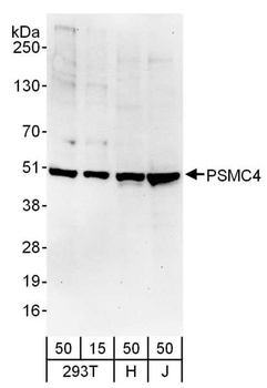 Rabbit PSMC4 Antibody