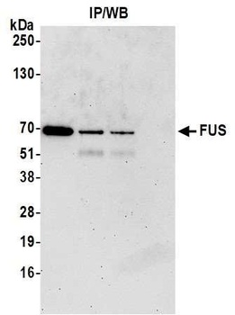 Goat FUS Antibody