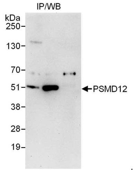 Rabbit PSMD12 Antibody
