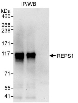 Rabbit REPS1 Antibody