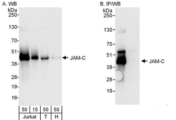 Rabbit JAM-C Antibody