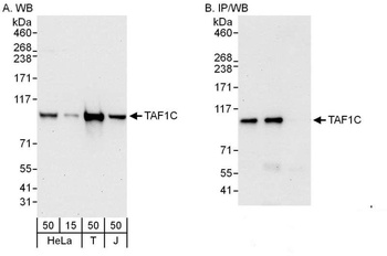 Rabbit TAF1C Antibody